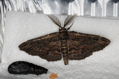 Pholodes sinistraria