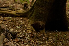 Gallirallus sylvestris