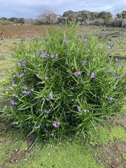 Solanum vescum