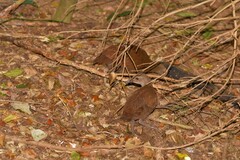 Gallirallus sylvestris