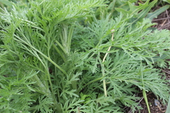 Artemisia