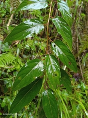 Stachyurus himalaicus