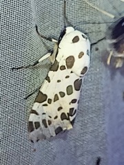 Hypercompe leucarctioides