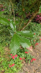 Quercus serrata brevipetiolata