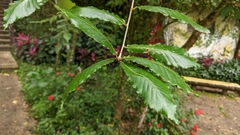Quercus serrata brevipetiolata