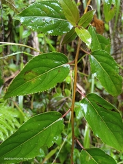 Stachyurus himalaicus