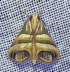 Image of Incarcha argentilinea