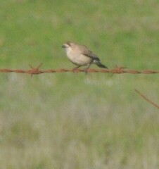 Aphelocephala leucopsis