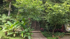Quercus serrata brevipetiolata
