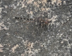 Bradinopyga geminata