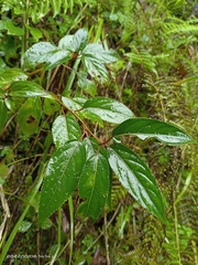 Stachyurus himalaicus