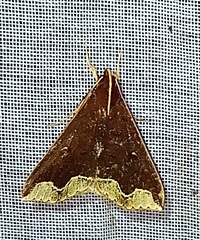 Rejectaria cocytalis