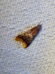 Hemibela