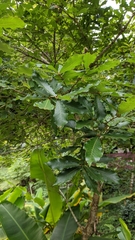 Quercus serrata brevipetiolata