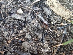 Camponotus nylanderi