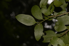 Celtis conferta amblyphylla