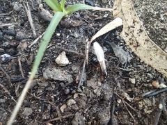 Camponotus nylanderi