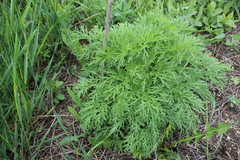 Artemisia