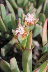 Carpobrotus mellei