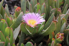 Carpobrotus mellei