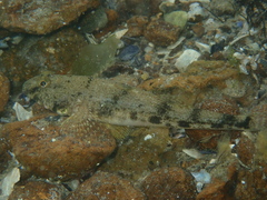 Nesogobius maccullochi
