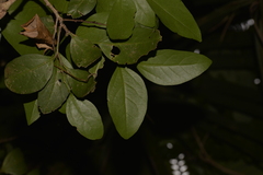 Celtis conferta amblyphylla