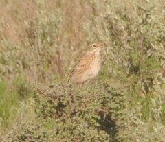Anthus australis