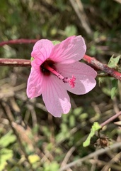 Hibisceae