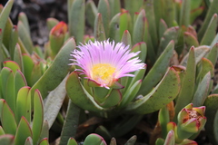 Carpobrotus mellei