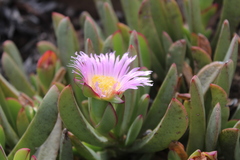 Carpobrotus mellei