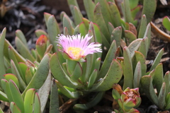 Carpobrotus mellei