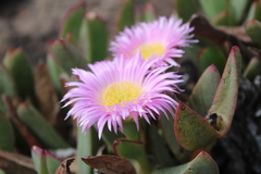 Carpobrotus mellei
