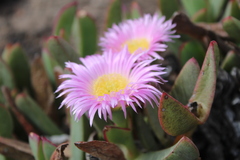 Carpobrotus mellei