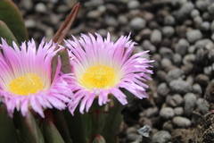 Carpobrotus mellei