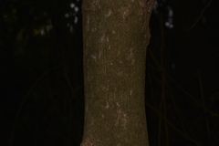 Celtis conferta amblyphylla