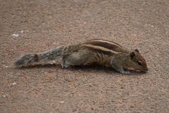 Funambulus palmarum