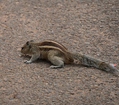 Funambulus palmarum