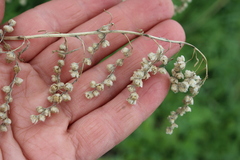 Artemisia