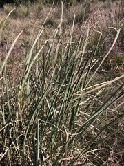 Typhaceae