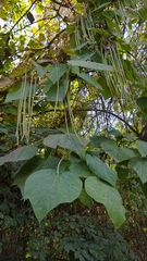 Catalpa bignonioides