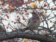 Turdus atrogularis