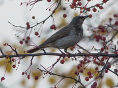 Turdus atrogularis