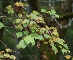 Acer opalus