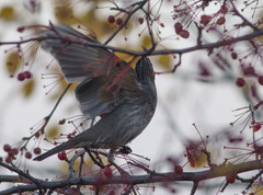 Turdus atrogularis