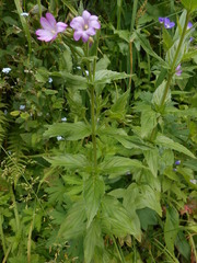 Epilobium alpestre