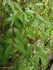 Eupatorium chinense tozanense