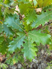Quercus faginea