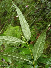 Eupatorium chinense tozanense