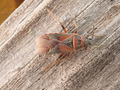 Arocatus melanocephalus