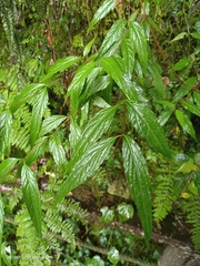 Eupatorium chinense tozanense